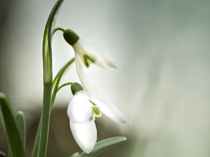 Mindfulness In Isolation Day 15 - Thought Pop