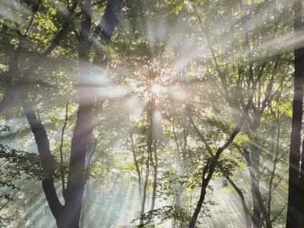 Mindfulness In Movement