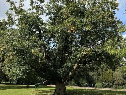 Mindfulness In Nature - A Walking Practice