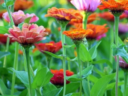 Mindfulness In The Garden Guided Meditation