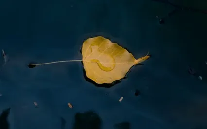 Mindfulness In The Jungle Night