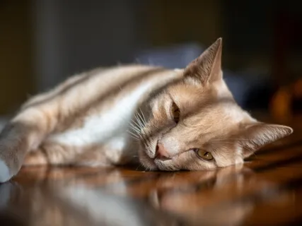 Mindfulness Is Not About Attaining Bliss - Guided