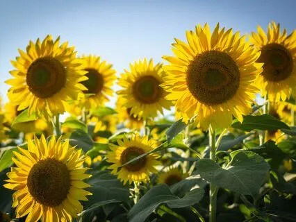 Mindfulness Is Realizing What I Am & Negating What I Am Not