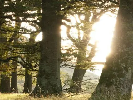 Mindfulness Made Simple: Grounding Through The Five Senses