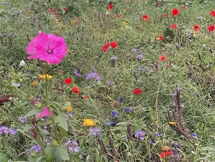 Mindfulness-meditaatio