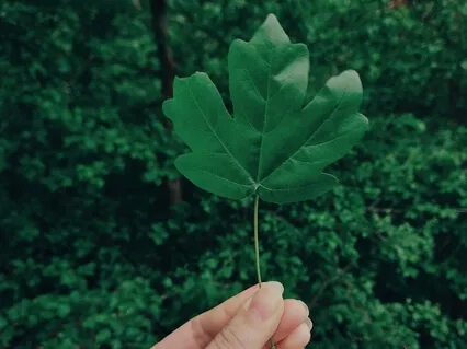 Mindfulness Practice