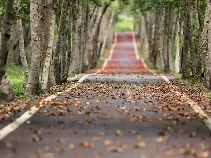 Mindfulness Meditation Walk