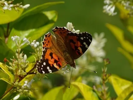 Mindfulness Meditation