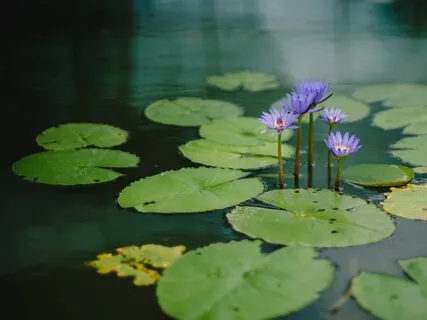 5 Minute Mindfulness Practice