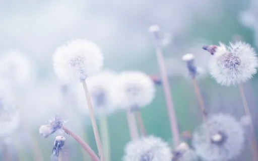 Mindfulness Meditation