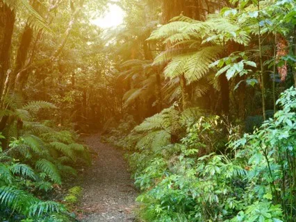 Mindfulness Meditation, A Forest Walk