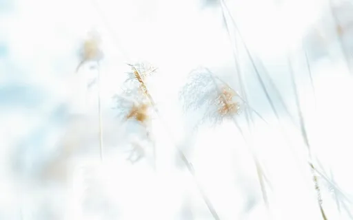 Mindfulness Meditation For Emotional Regulation