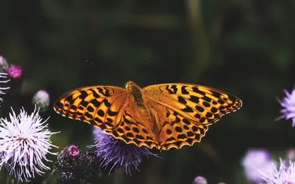 Mindfulness Meditation For Fear