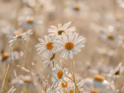 Mindfulness Meditation For Presence And Awareness