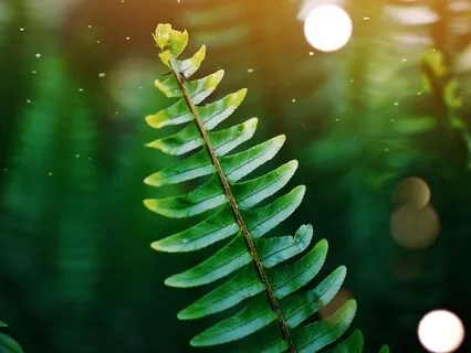 Mindfulness For Stress & Fear