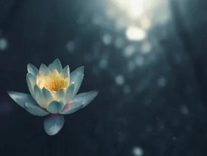 Mindfulness Meditation For Turning Our Attention Inwards