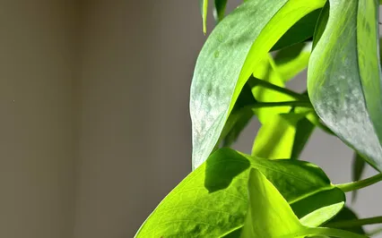 Mindfulness Meditation - Get Grounded