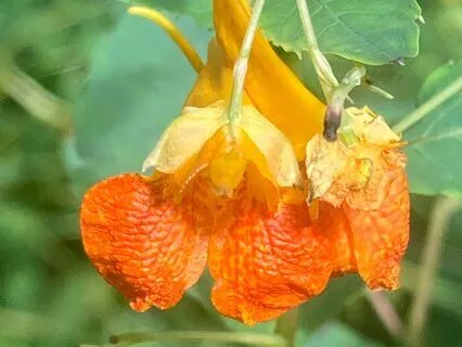 Mindfulness Meditation Joy For Others Mudita Gratitude