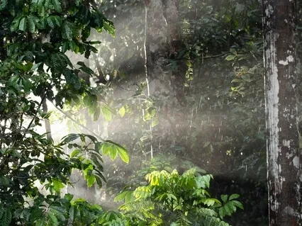 Mindfulness Meditation Mental Scan | Mental Balance