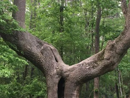 Mindfulness Meditation Of The Truth Of This Present Moment