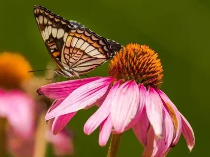 Mindfulness Meditation På Åndedrættet