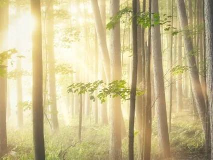 Mindfulness Meditation: Presence & Stillness