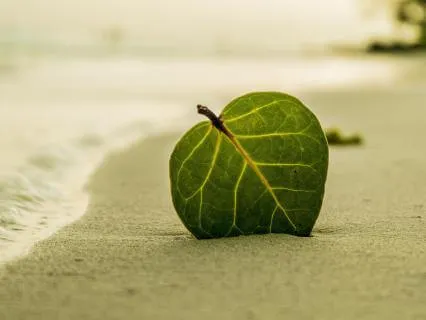 Mindfulness Meditation