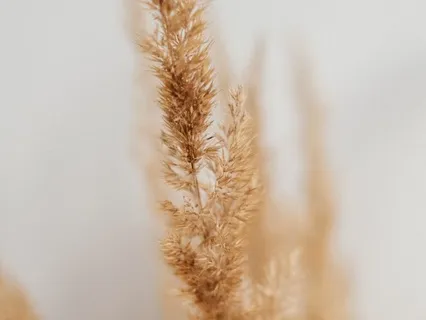 Mindfulness Of Body And Breath