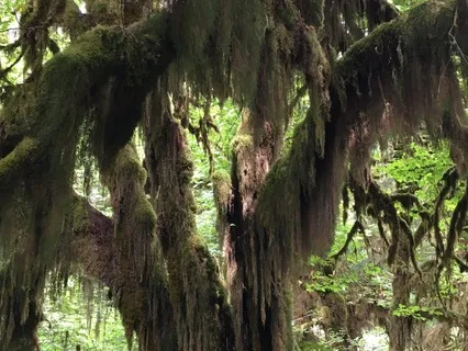 Mindfulness Of Body Meditation