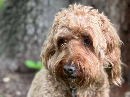 Mindfulness Of Breath (14 Minutes)