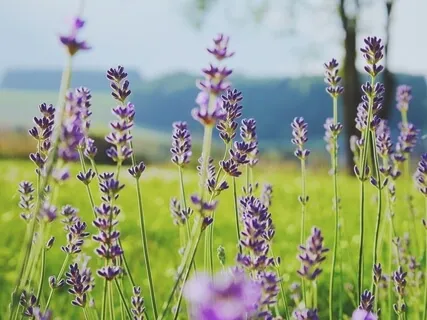 Mindfulness Of Breath