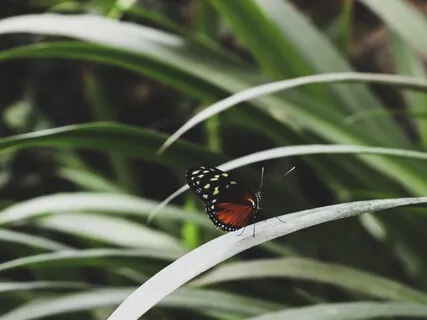 Mindfulness of Breath