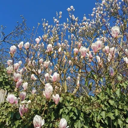 Mindfulness Of Breath