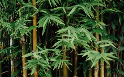 Calm Anxiety: Mindfulness Of Breath Practice