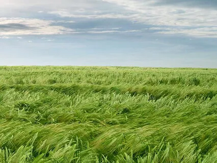 Mindfulness Of Breath