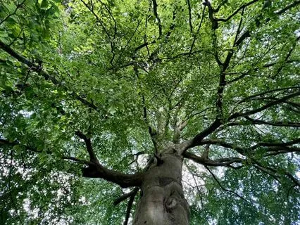 Mindfulness Of Breath And Body Meditation