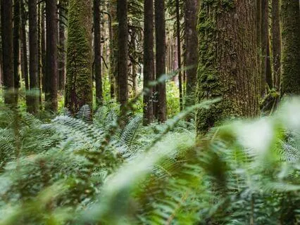 Mindfulness Of Breath And Body