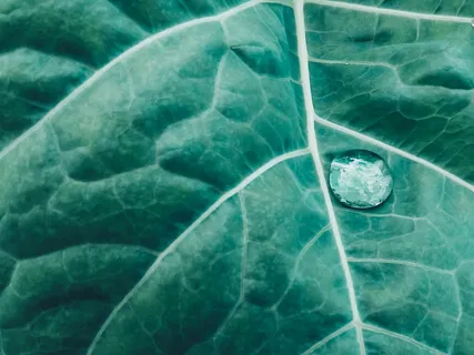 Mindfulness Of Breath, Body, Sounds & Thoughts