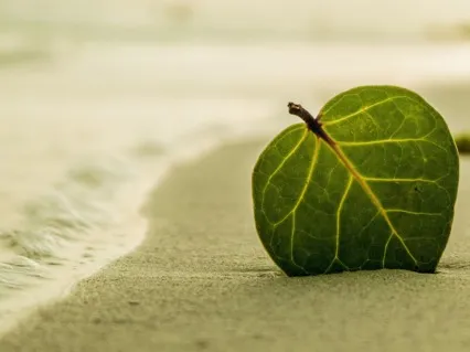 Mindfulness Of Breath - Letting Things Be