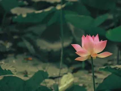 Mindfulness Of Breath Meditation