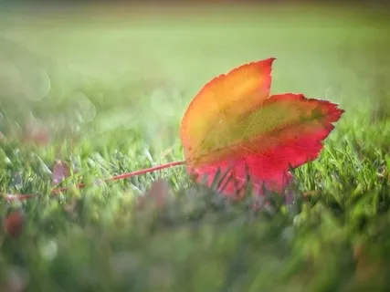 Mindfulness Of Breath | Naming & Letting Go Of Thoughts