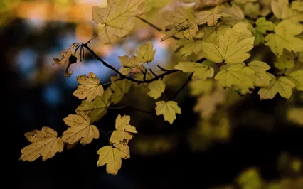 Mindfulness Of Breath Practice To Aid Rest & Relaxation