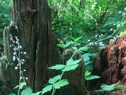 Mindfulness Of Breath To Reduce Stress And Worry