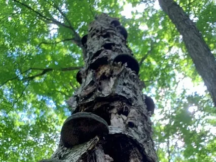 Mindfulness Of Breath