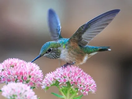 Mindfulness Of Breathing