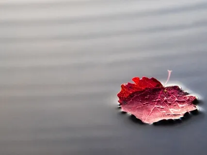 Mindfulness Of Breathing