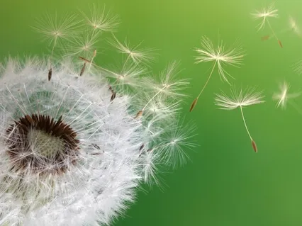 Mindfulness Of Breathing