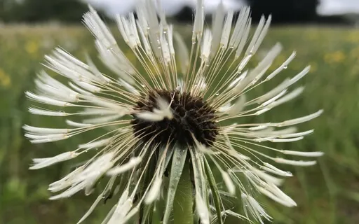 Mindfulness of Breathing