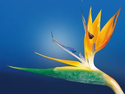 Mindfulness Of Breathing