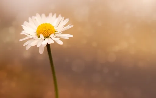 Mindfulness Of Breathing